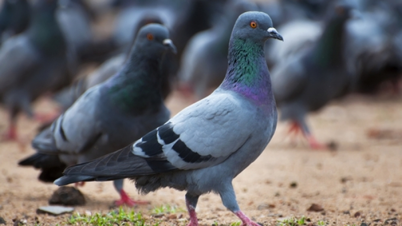 Индия арестува 150 гълъба за шпионаж