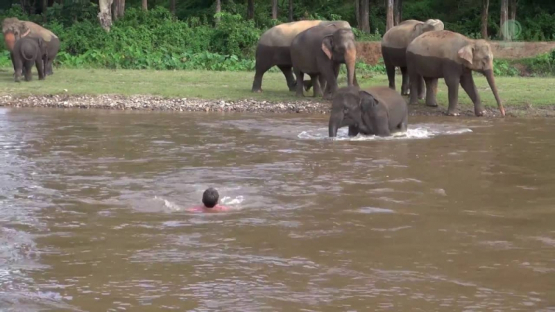 Вижте как слон се хвърли да спасява дресьора си в бурна река (ВИДЕО)