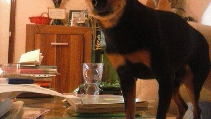 Пловдивчанин открадна кученце с болно сърце, то умря от стрес 