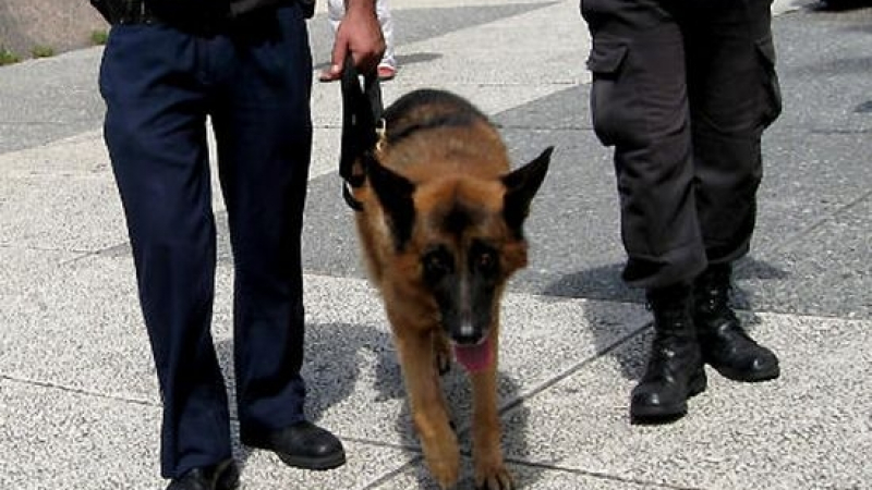 Полицейските кучета в Турция тръгнаха на терапевт 