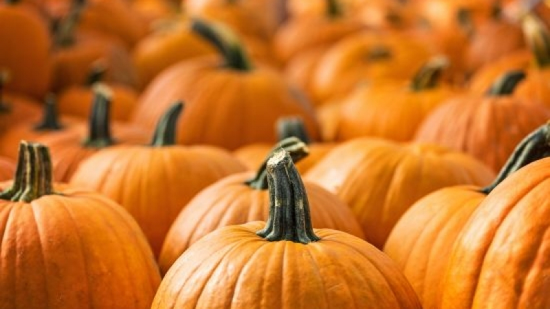 Foodpanda: Тези 5 храни са съкровищата на есента