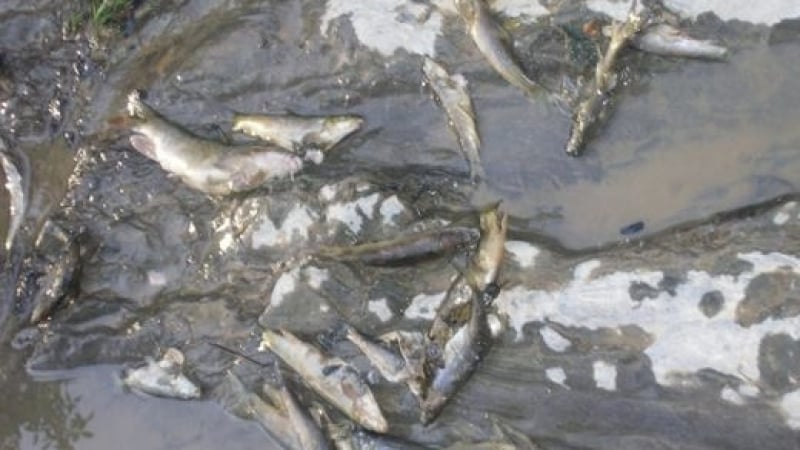 Мъртва риба се носи в река Чепеларска