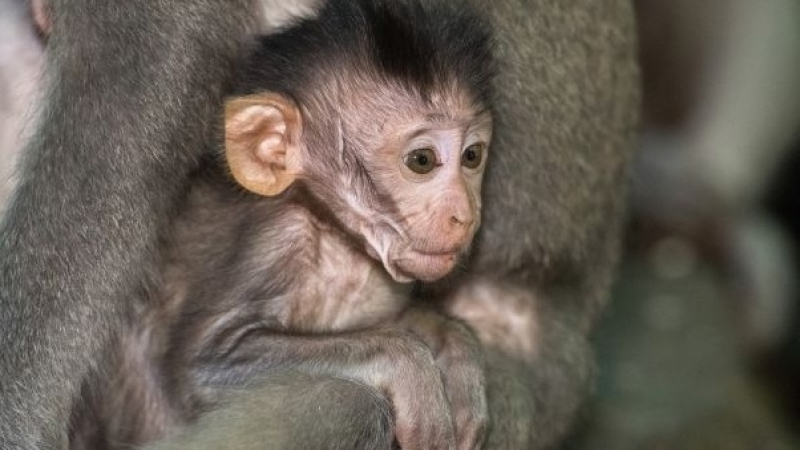 Бебе горила от застрашен вид се роди в зоопарка в Сан Диего