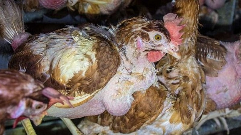 ВИДЕО и СНИМКИ показаха шокиращата истина за така наречените щастливи кокошки