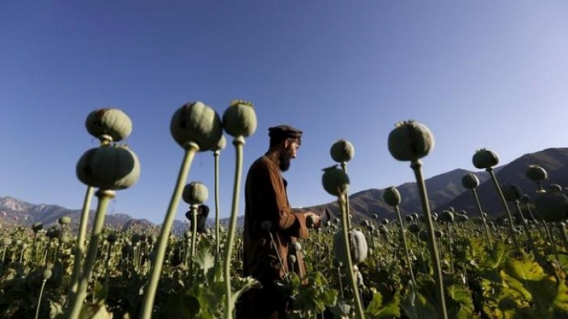 Драстично се e увеличило производството на наркотици в Афганистан