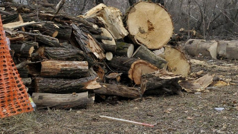 Срамота: Спипаха кмет и лесовъд да секат незаконно дърва