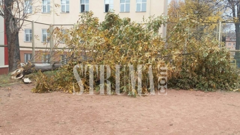 Силният вятър повали огромно дърво в двора на училище в Благоевград (СНИМКИ)