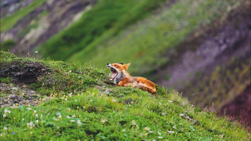 Царството на лисиците: възхитителни снимки на руската дива природа (СНИМКИ)