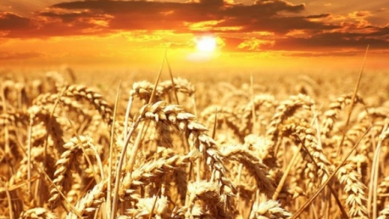 Земеделската служба на САЩ обяви за голям рекорд в България 