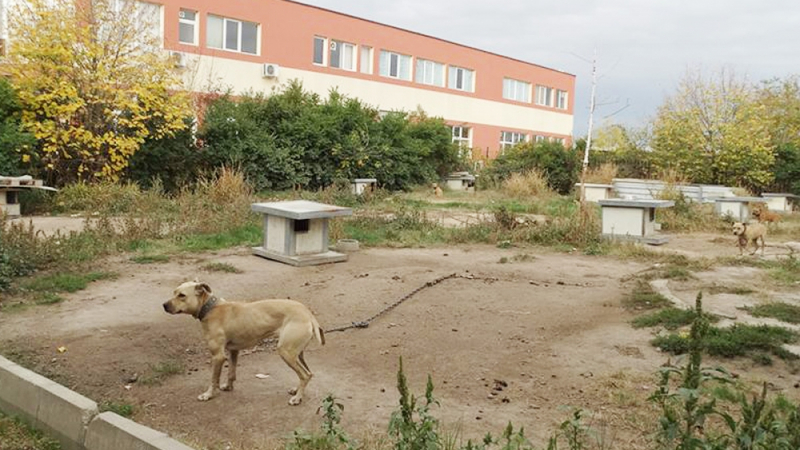 Фабрика за кучета убийци работи под прикритие 8 години