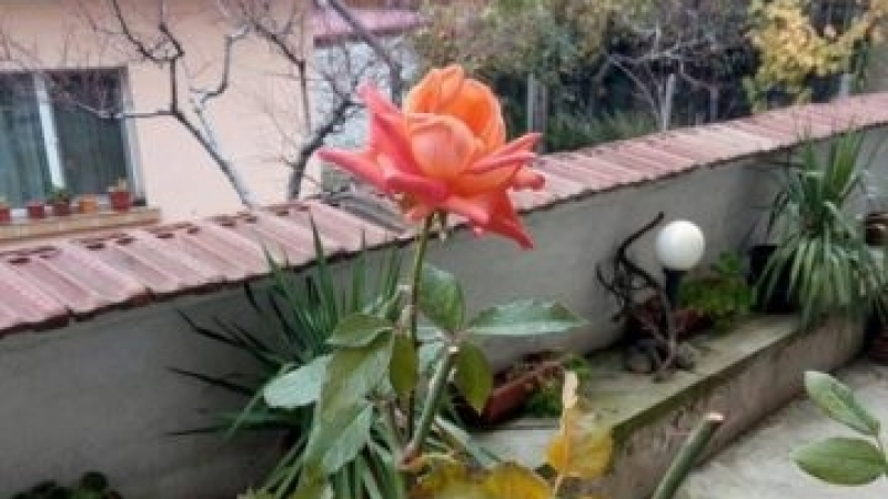 Аномалии през ноември: Роза цъфти в Пещера, малини – в Пазарджик