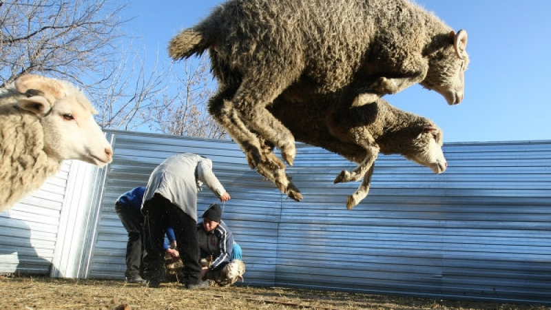 Лошо им се пише: Чиновници от Адигея откраднали стотици овце, изпратени от Рамзан Кадиров за бедните по случай Курбан Байрам