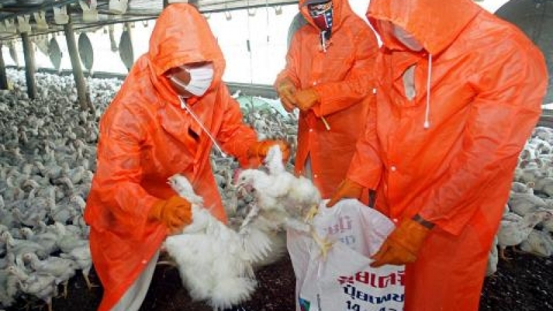 В Япония са били умъртвени над половин милион кокошки