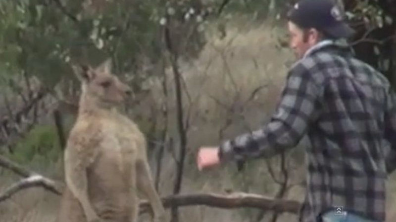 Това ВИДЕО с кенгуру събра милиони гледания в социалните мрежи