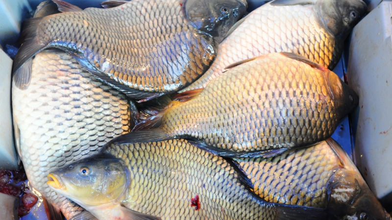 Ще останем ли без шаран за Никулден, цената на рибата гони рекорди