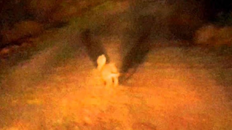 Бракониери с джипове върлуват по тъмна доба в Кърджалийско със „стрелба по стоящ заек“