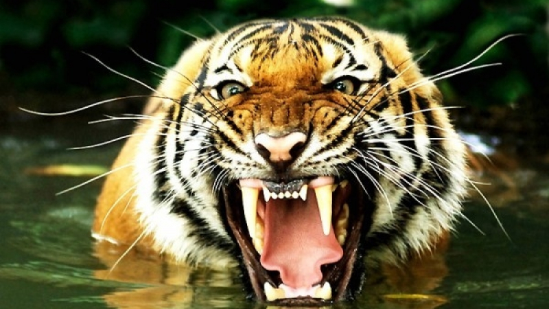 Шок: Тигър уби пазач в зоопарк 