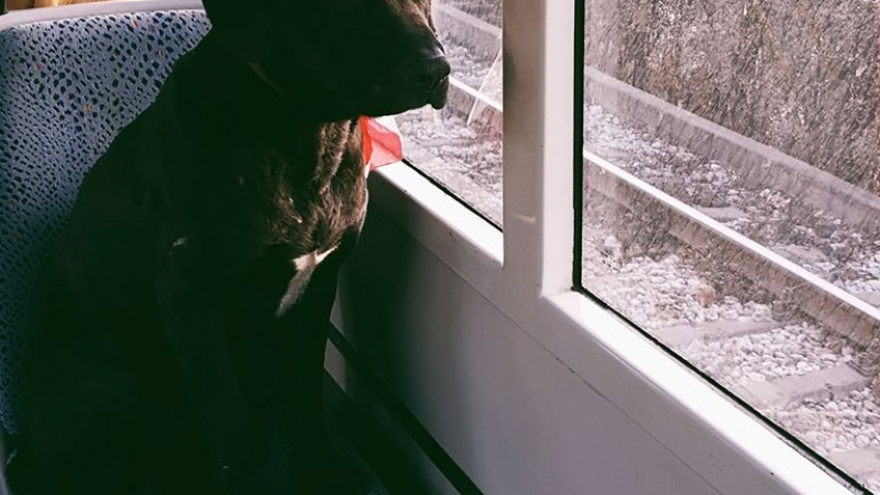 В трамвай №5 се вози най-тъжното куче в София! (СНИМКА)
