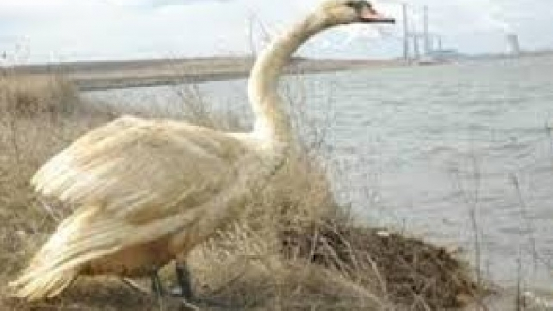 Лебед с птичи грип е намерен в Марица
