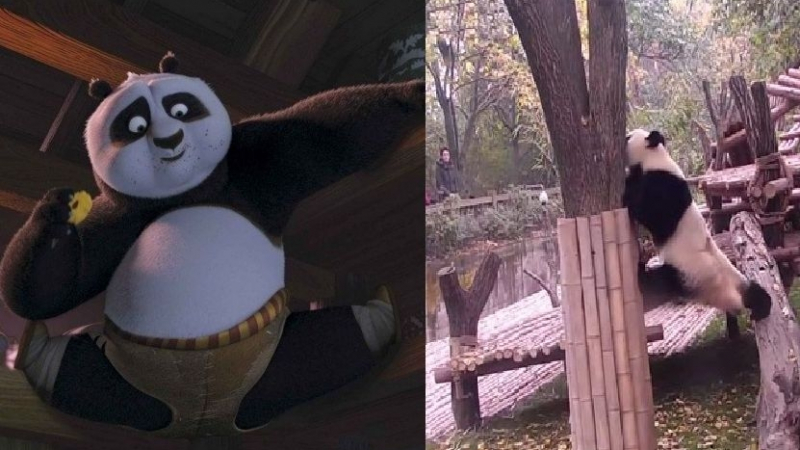 Хванаха ли с камера истинската Кунг-фу панда (ВИДЕО)