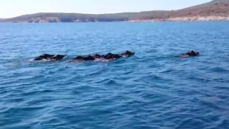 Уникално ВИДЕО! Стадо диви прасета плуват в Черно море