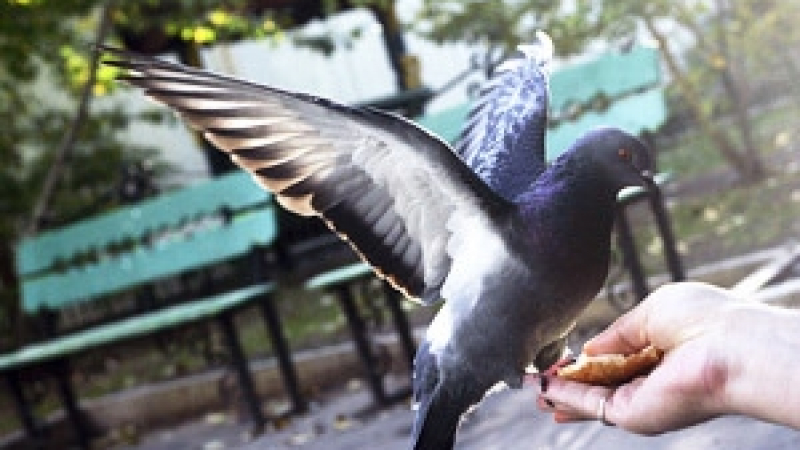 Не хранете гълъбите с ръка в Пловдив, има птичи грип!