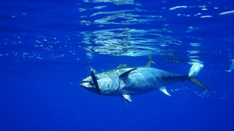 Каква сделка?! 200-килограмова риба тон се продаде за над 600 000 долара в Токио