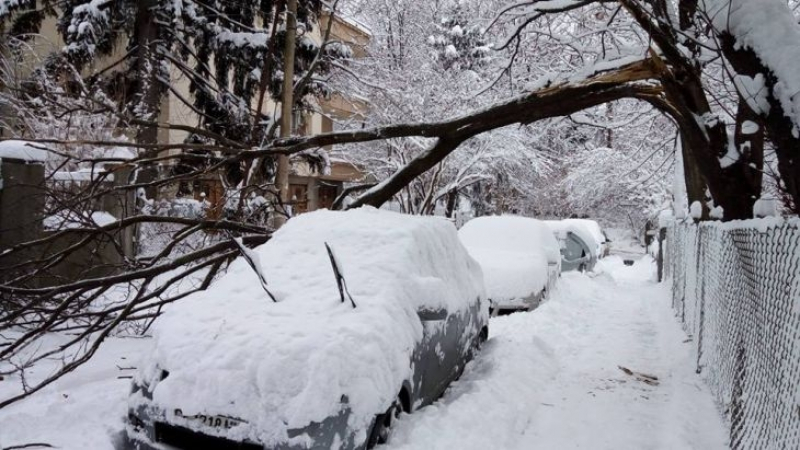 Сигнал до БЛИЦ! Дърво се стовари върху кола в София (СНИМКИ)