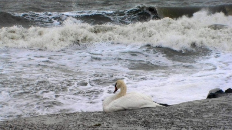 Очевидец сигнализира: Лебед бедства край Бургас, на предела на силите си е (СНИМКА)