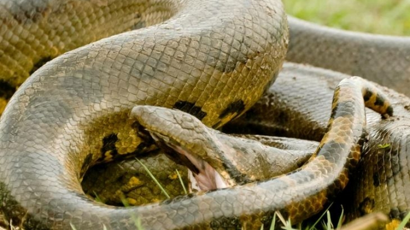 Извънредна новина за змията, която вся ужас в "Гео Милев" в София