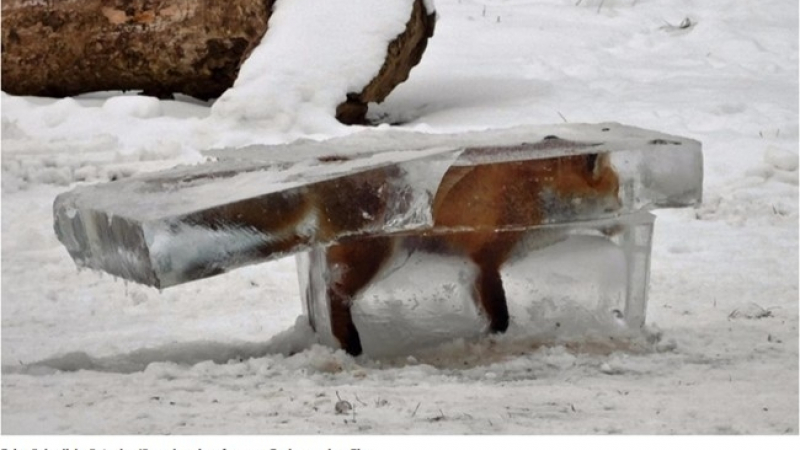 Истински ужас! Лисица се превърна в ледено блокче (СНИМКИ)