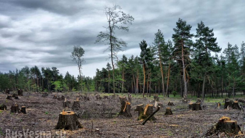 Пак прецакани: МВФ ще отпусне на Украйна 600 млн. евро срещу отмяна на мораториума за износ на дървесина