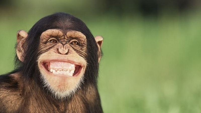 Маймуните можели да вземат философски решения