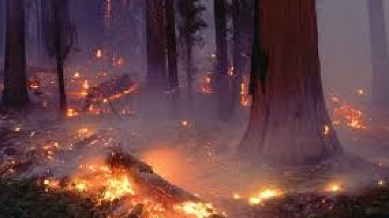 Чили обяви извънредно положение заради горки пожари