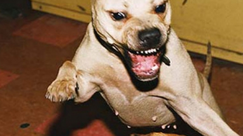 Ужас! Бесен питбул разкъсва кучета в Бургас