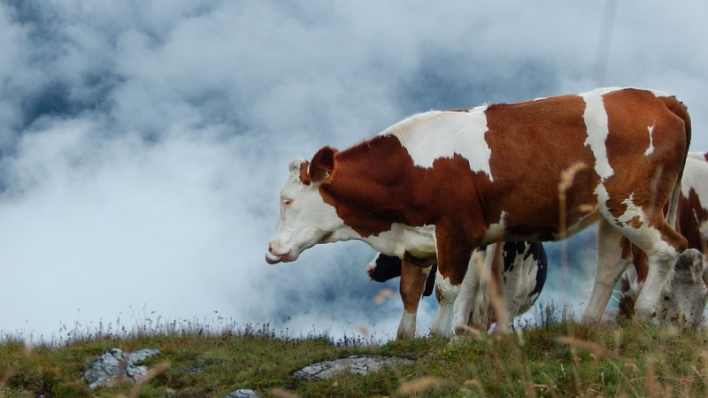 Уникален научен пробив: Разбраха какво си говорят кравите 