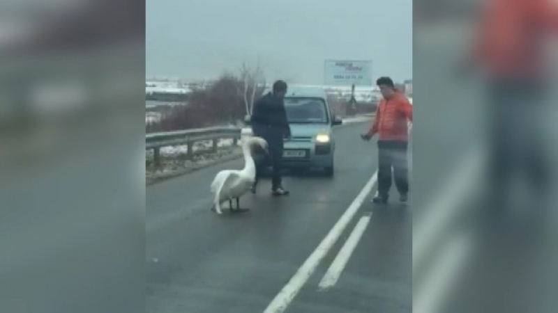Лебед блокира пътя Бургас – Поморие (ВИДЕО)