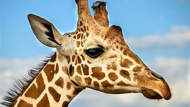 Жираф реши да открадне сладоледа на туристи (ВИДЕО)