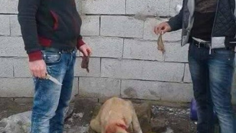 По-зли от джихадисти: Нашенски изроди отрязаха ушите на куче и се похвалиха във Фейсбук (СНИМКА 18+)