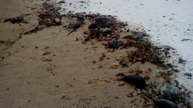 Мъртви птици покриха брега край Шабла и Дуранкулак