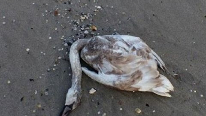 Птичият грип уби 4 лебеда 