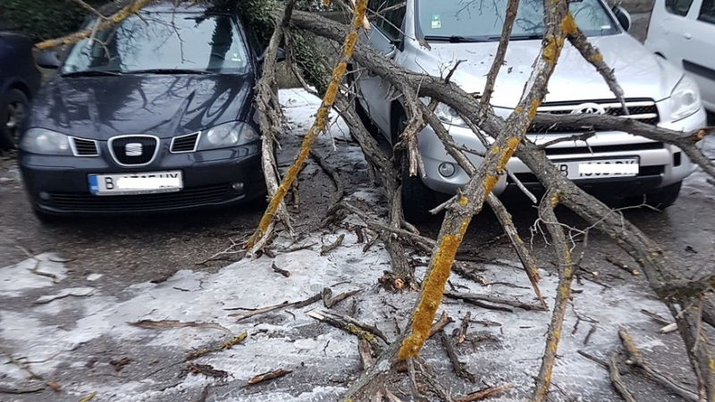 Огромно дърво се стовари върху две коли във Варна (СНИМКА)