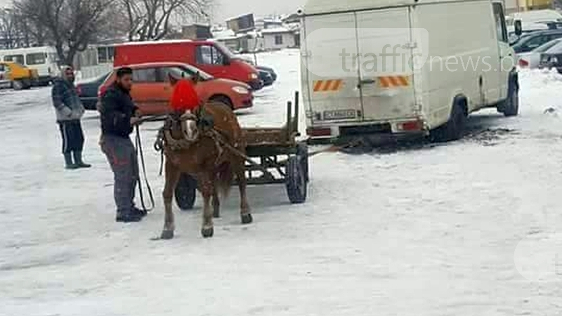 Мъчение над животно: Накараха кон да тегли микробус в Пловдив (ВИДЕО)