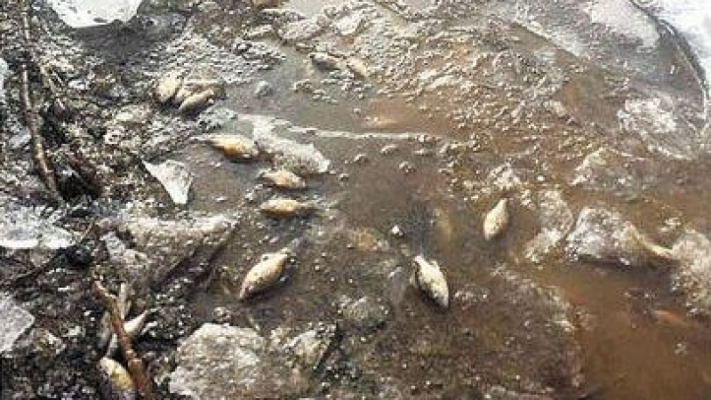 Рибата в езерото на парка край Дупница измря под 20-сантиметрова ледена покривка (СНИМКИ)