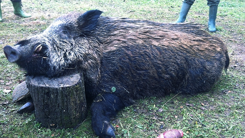 Петима авджии удариха диво прасе в Приморско и се оказаха с белезници