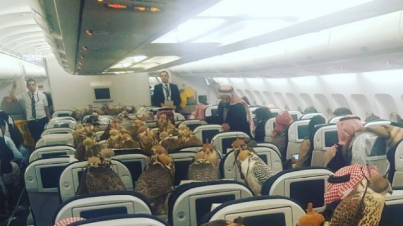 Шок! Саудитски принц превози 80 сокола в първа класа на самолет (СНИМКИ)