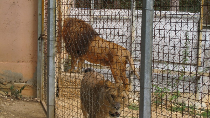 Лъвица избяга от клетката си в Стара Загора