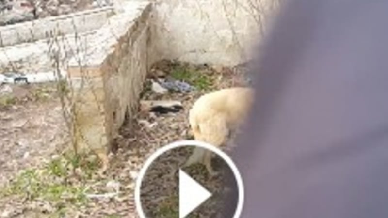 Ужас! Отровено куче умира в момента във Варна (ВИДЕО)