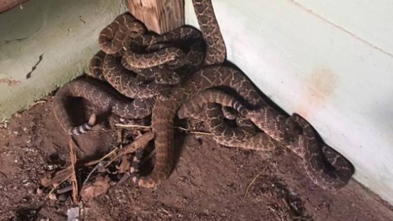 Зловеща находка! Семейство откри 24 гърмящи змии в дома си (ВИДЕО)