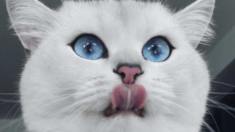 Това е котаракът Коби, неговите сини очи ще ви хипнотизират (СНИМКИ)
